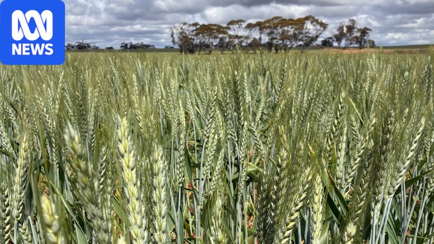 Harvest starts on SA crops that 'have not had a setback all season' 1 4820fbda590986e4dd6cb8fa2880eb4d74de0de865a02847d410e4338fcbc2ca