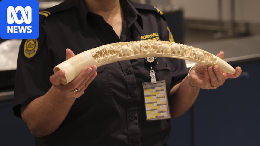 Ivory still legal to sell in Australia despite 2019 promise to ban it 1 4bc916aeb827d57added2c1bc3f267b1660a07e92e66e6f466cbccda652f1682