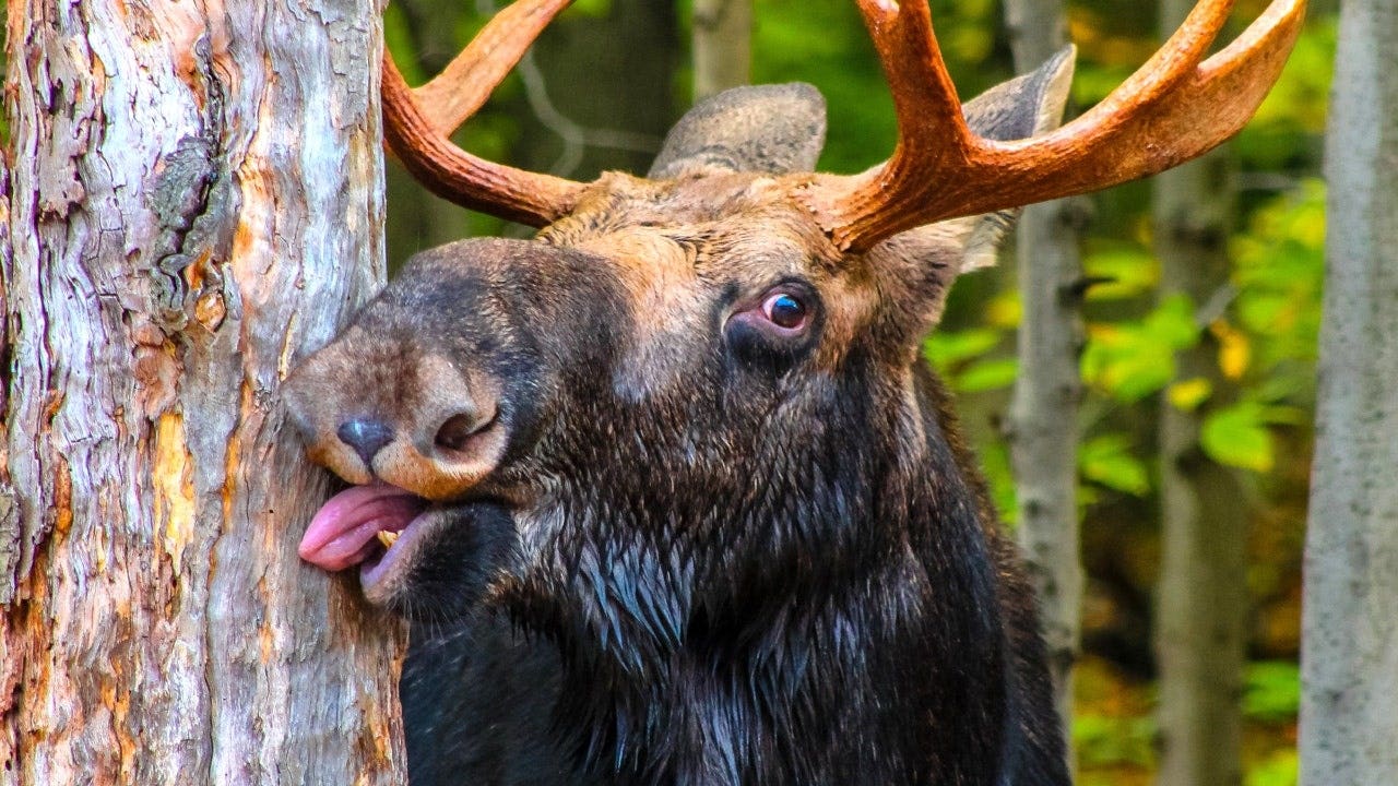 Idaho deputy rescues juvenile moose tangled in wire in heartwarming video now going viral 1 4c18fa7343e401bbd0b72b499df587c099181e4f0a2316fe0ce928e328b576d3