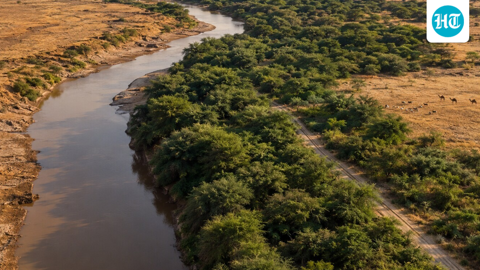 In Ethiopia, Prosopis spread by 31,127 hectares a year; researchers linked it to $602 million in ecosystem-service losses over 31 years 1 4d4d7e95b76cfcbd595264b66da5634e8a56adaef3edc0419a6ce3e38f4ac535