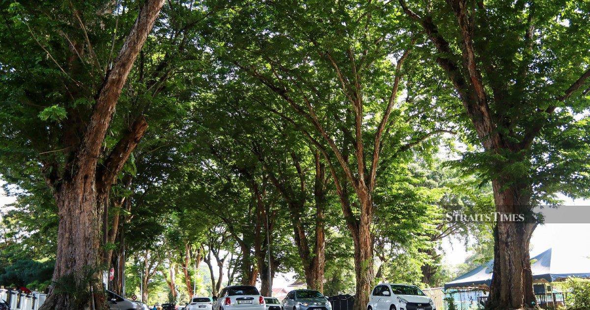 Better arboriculture needed, not fear of mature trees 1 55f2d4abd41a2cf6392c001b9d4499487ed4ac710ada603d006766046b80e551