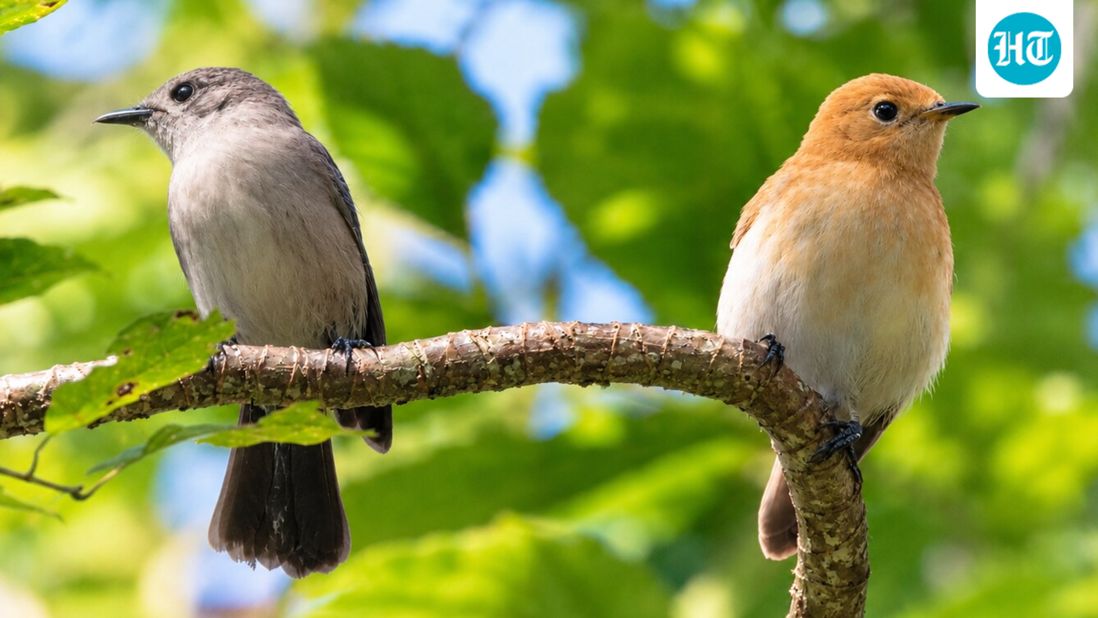 In 1989, ship rats had left just 29 kākerōri on the Cook Islands’ Rarotonga; after decades of rat baiting, a 2022 census counted at least 618 birds 1 57dc6a91ac182561481e8a660db81189678604ac34aaaa9d25ce398c8ec9fb7c