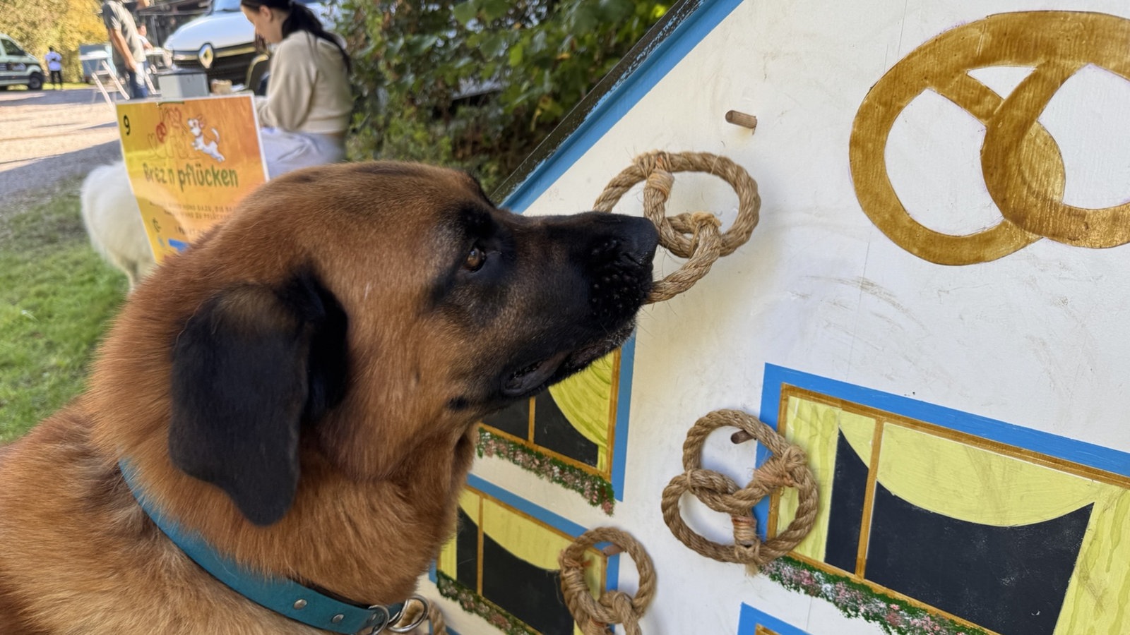 Oktoberfest für Hunde: Vierbeiner feiern für Vierbeiner 1 5c3ce93bf523645b83e85898562ae302312e44a7e9af0b0e03c9dd9fd8ffe35a