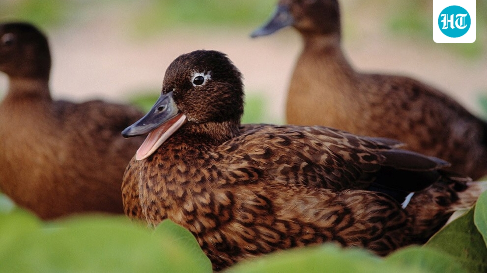 In 1903, rabbits devastated Laysan Island’s habitat, leaving just 7 adult ducks; in 2026, Midway counted a record 1,239 Laysan ducks 1 5cdff1aa84e400358da6f88cb5b6d69015357cffd6a4bda54f7248a7b1cb2904