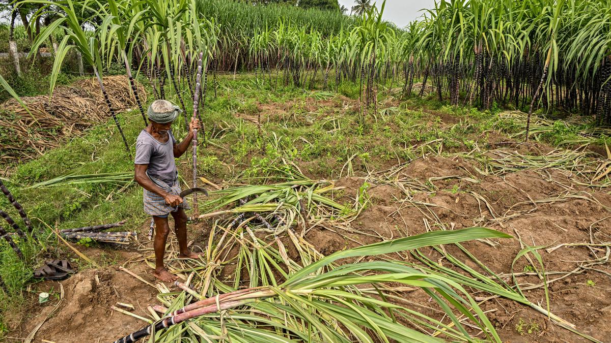 Centre sets up panel to study problems of sugarcane farmers 1 605d8522c75d0c27e8e9e1ba5d9e609572d34602b70999a0b43b20b41d3f117c