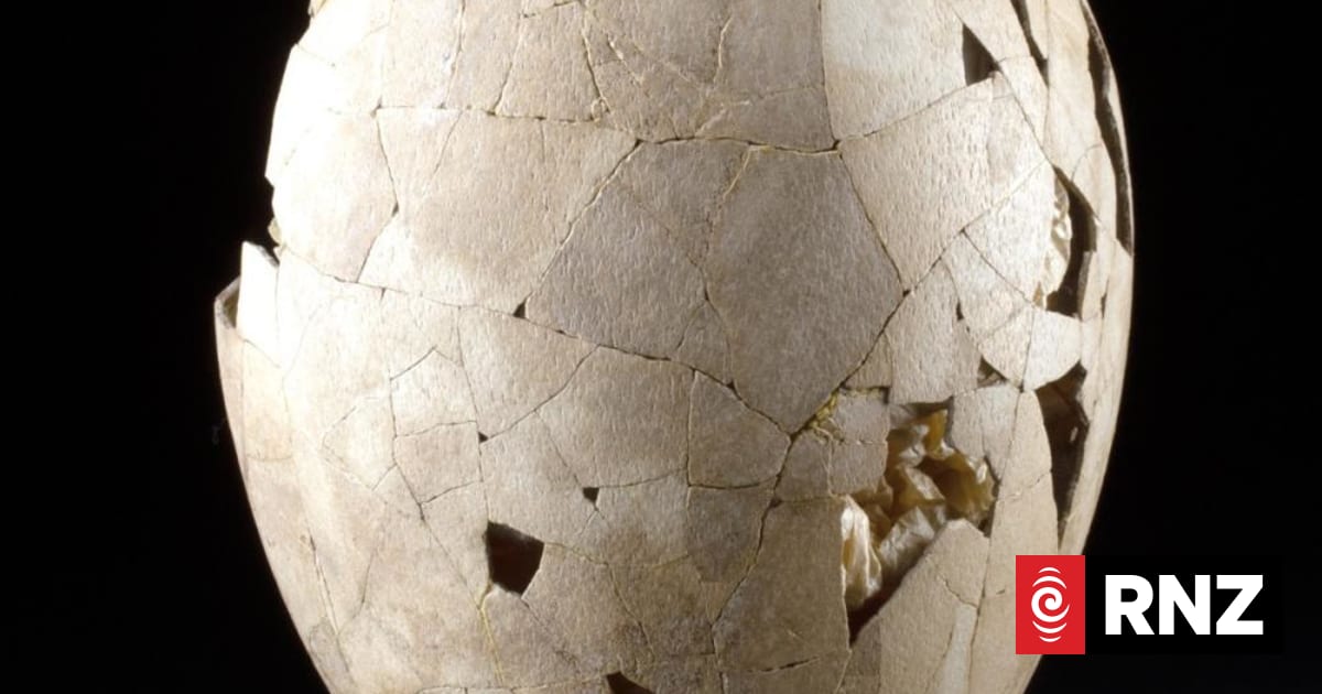 Rare moa egg set to return to NZ after selling at US auction 1 60d4d21e38eea68d4fa49bc2d3de4ff37ba374bd8ebb6edf6c3107ed8587c462