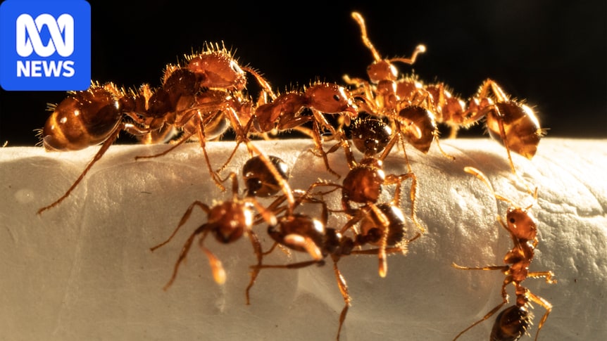 Invasive fire ant nest discovered in Sydney's inner west 1 61680a1736bd79fc7d6b31712f8b96d521420ba66689391c4963d4289c4aa45b