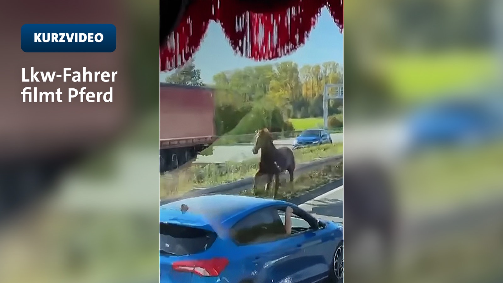 Pferd auf Autobahn bei Bielefeld: Lkw-Fahrer stoppte es 1 685a58352ec0962fd5709052765edd29c2559495e5c7ab6e2bb17948f2272ed9