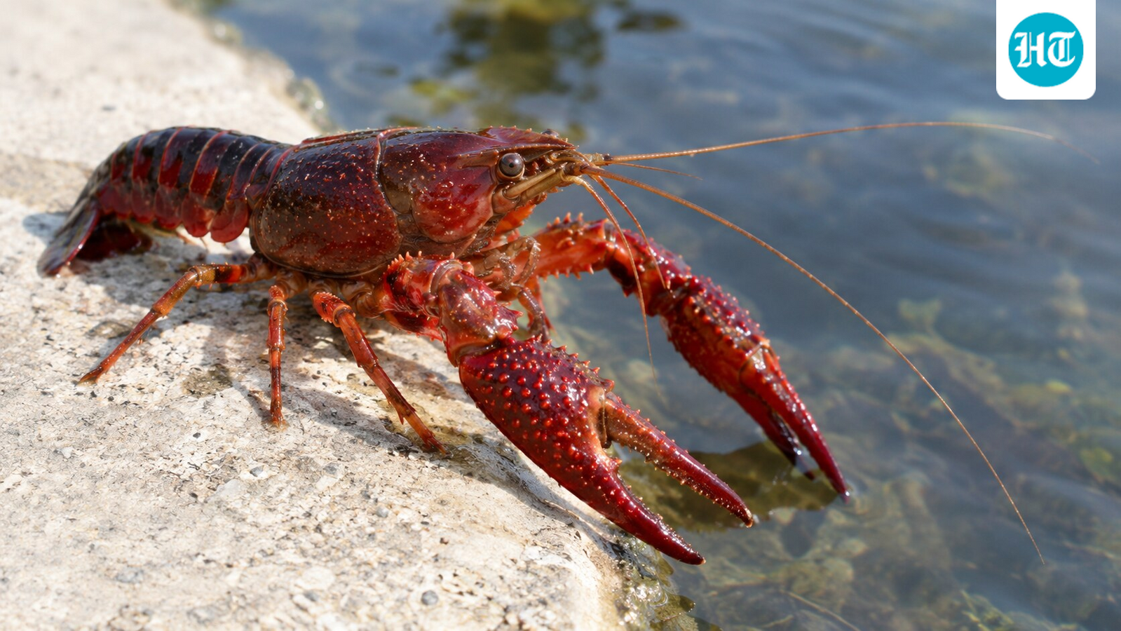 In 1973, Spain introduced Louisiana red swamp crayfish; more than 50 years later, the invasive species is still nearly impossible to eradicate 1 78e6bef5e0548f8bf19c7a9d0b0037d47c80022ceb4922e8e764740391c8f5a1