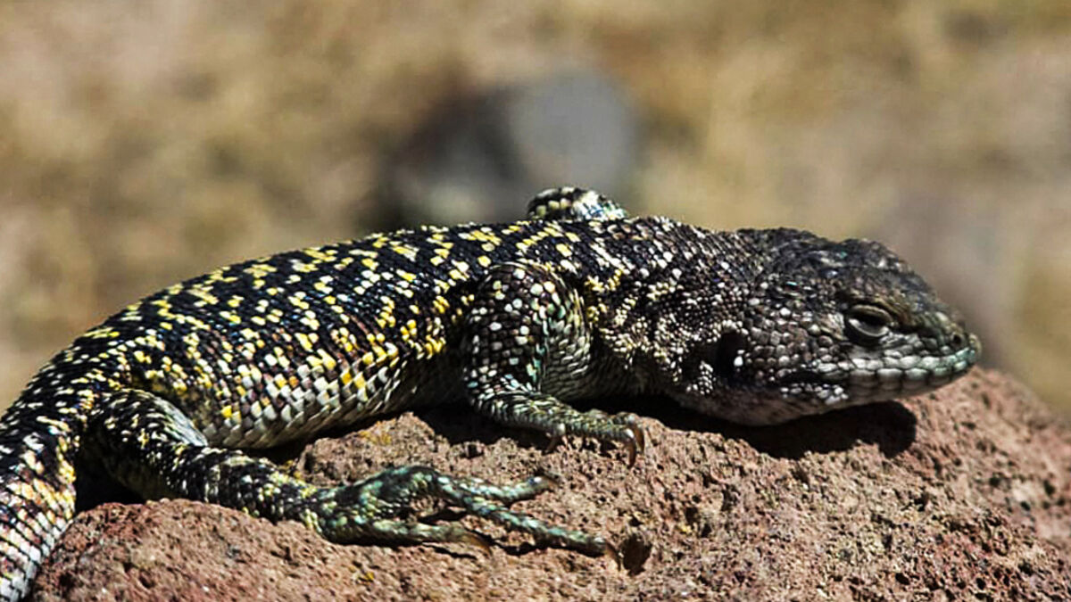 New lizard species discovered in Peru’s Andes 1 80824648739fb2d6d8ce64732160645250703bfdbe6a0e51c810c0fbd295b08b