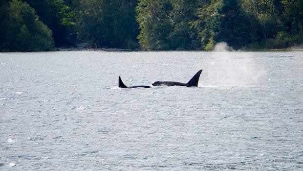 He spent years cataloguing orca families' unique dialects. Now you can hear them 1 80ccb64212bed7dc07e67bbb6724698a0831c5c73f269fcefeeeff6a269082b4
