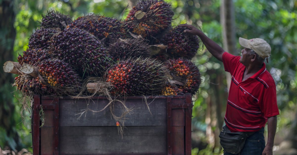 Palm extend gains for second session on firmer crude, weak ringgit 1 8246bfdebe2ebe001dccdac0fb43dc5499206b2d6e0f28e6c78d896fe59e3832