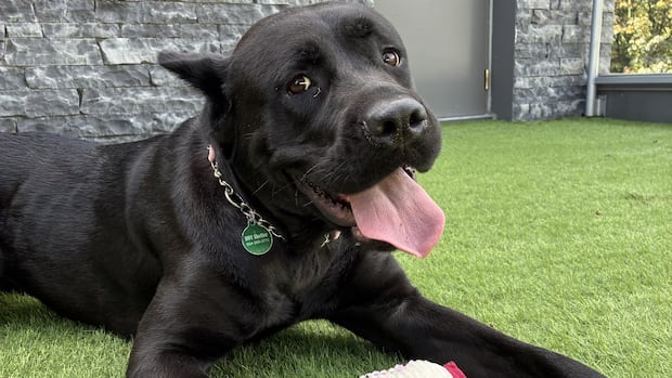 How long can shelter animals be left alone overnight? B.C. advocates want a limit written in law 1 87ceba85da8c3c79465c4146940a31b7c9413b57d910080149a4e80f9b5e6778