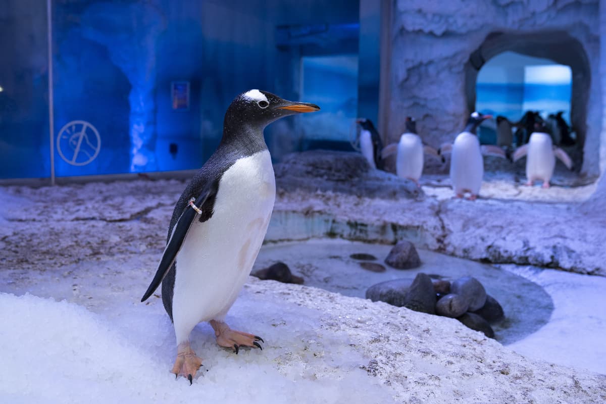 Controversial London indoor penguin enclosure set to close in 2028 1 883f923ffaa53c3697146cd27c414e95f9ccabeff4606953b974fb62f973637f