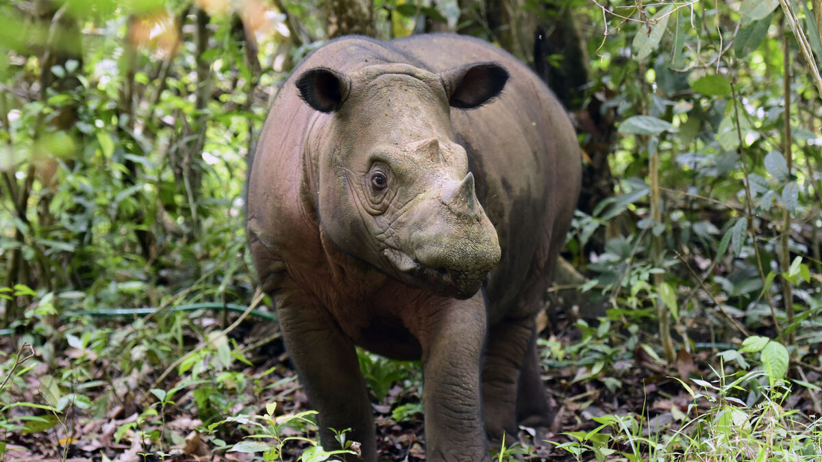 Two pregnant Sumatran rhinos offer hope for critically endangered species 1 922243e45d1d150da43b32179bb54675d0c5d68250ee054452dcecd72db83bc4