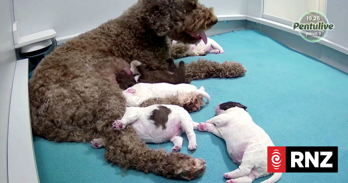 Finland gripped by national broadcaster’s puppy livestream 1 92749a3ae47516c9ce0d51ae401bab926f940106ecaa577631a5685b669ff81c