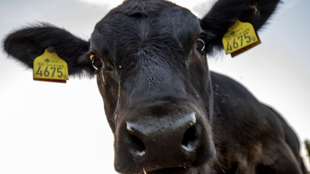 Swedish Beef Producers Reach Highest Profitability in 20 Years as Meat Prices Rise 1 9c0d69c995231b9b48477b4e172c054003847bce9e0711f5927af958e24dfd2f