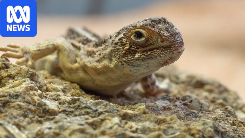 Man-made clay burrows hoping to save endangered dragon from summer heat 1 9cf46cf9ceaf8a15963c545c8ca217e2e01deaa911166e8cea2ae050ef91e96a