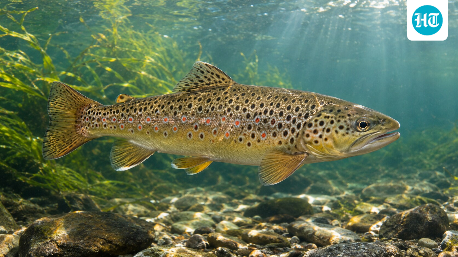 In 1864, Tasmania introduced brown trout for sport; today, an estimated 6,000 swan galaxias remain as conservationists work to protect them 1 9cfca77691b2168cf605ef8f0acc5dae19a49ed2b1ebdfdc0ed9c9946d737ce4