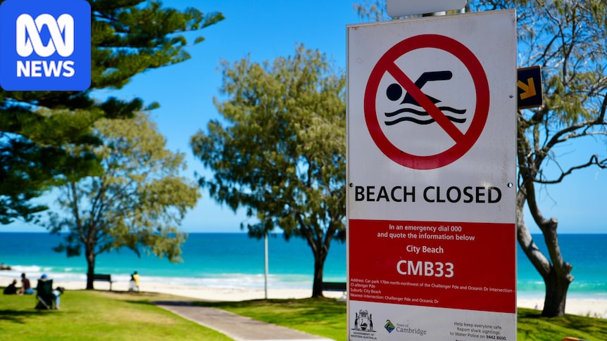 Sharks could linger off Perth coast despite whale carcass removal 1 9f5338221ef5dae53d0f3608af4665f62b27e5ba551797f12c2483b4780e40bd