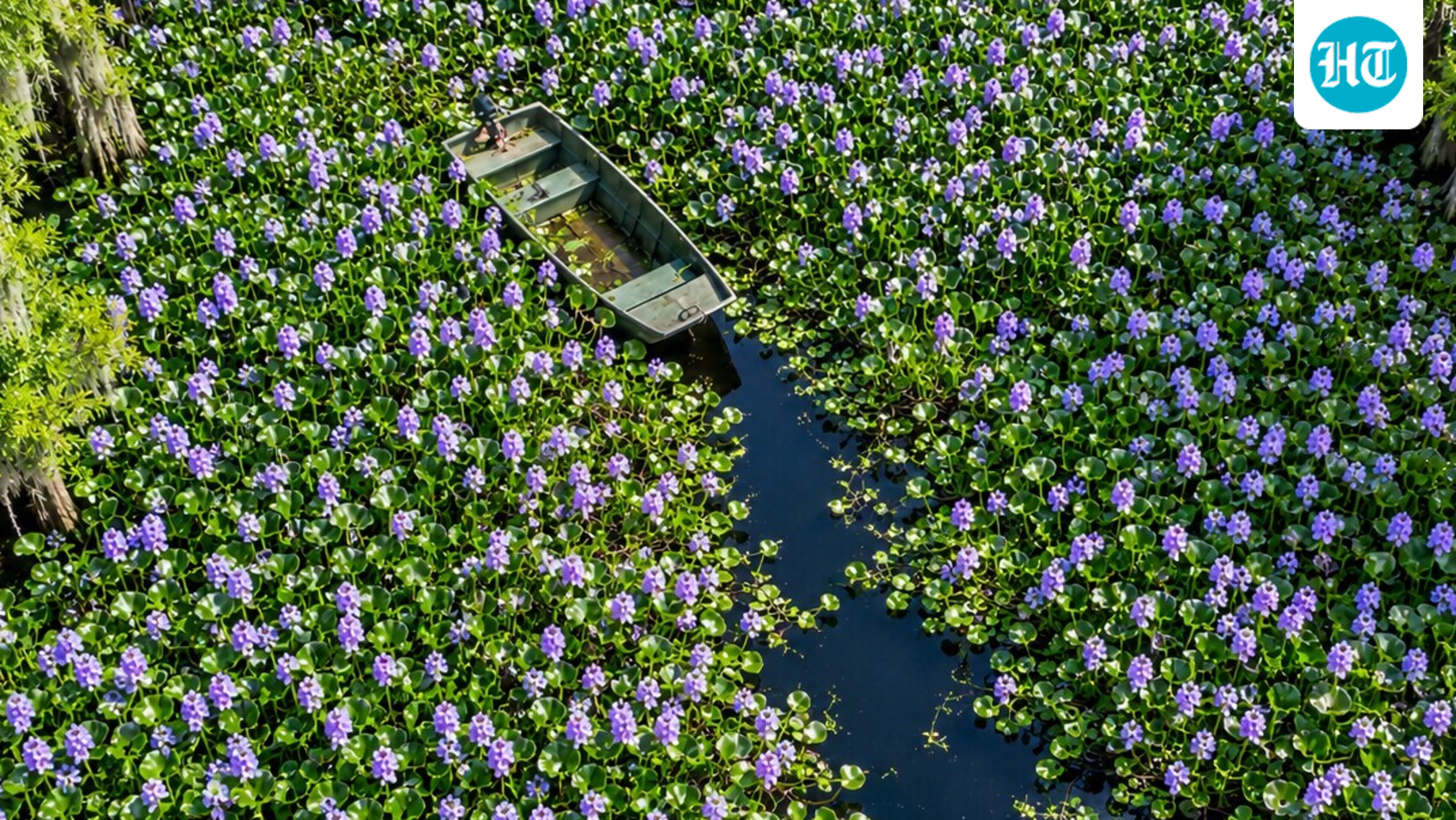 Florida embraced water hyacinth for its purple flowers in the 1880s; after spreading past 120,000 acres, it was cut it to about 2,000 acres statewide 1 a26d5a0c7f69c55d282b1387080ee1ecd255f76fe4c0710e7651f77d9bce0731