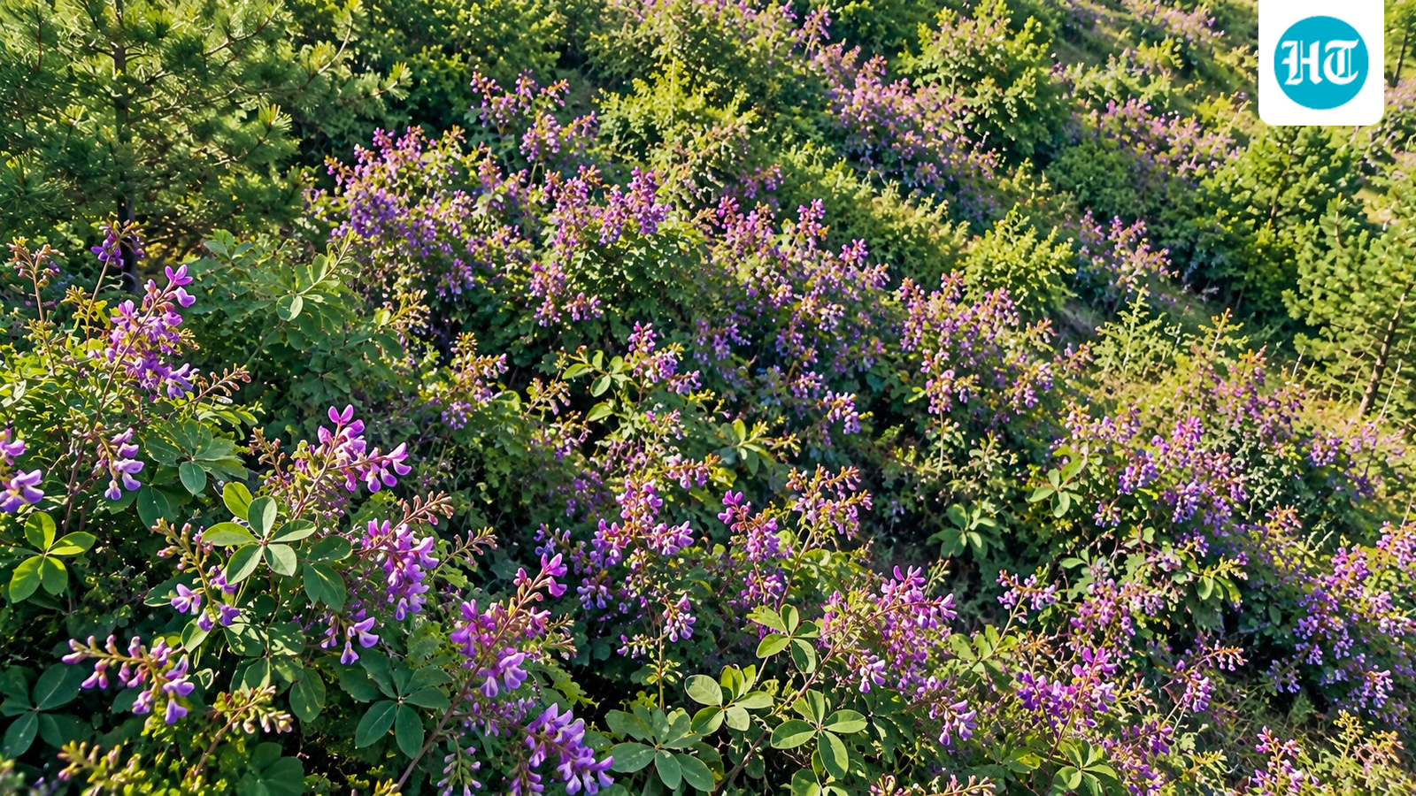 In the 1930s, US agencies planted bicolor lespedeza for erosion control and wildlife habitat; it later reached an estimated 115,550 forest acres 1 ae8a9543243366cdf5464983f39bd2820ad712514b38ee13aa932f2c18edcdfa