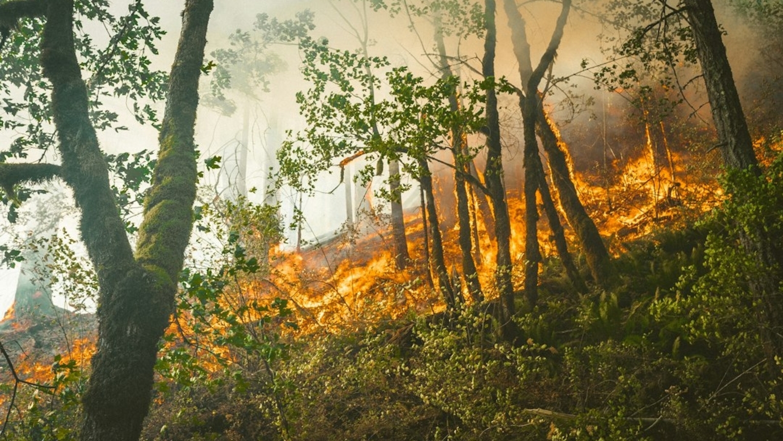 Camp Pendleton Henderson Fire: Map, evacuation updates as blaze threatens structures in San Diego County 1 b232ff2ced4371c087455bde7bfbf937bb55cea97bd0fb25669bff70895cbd41