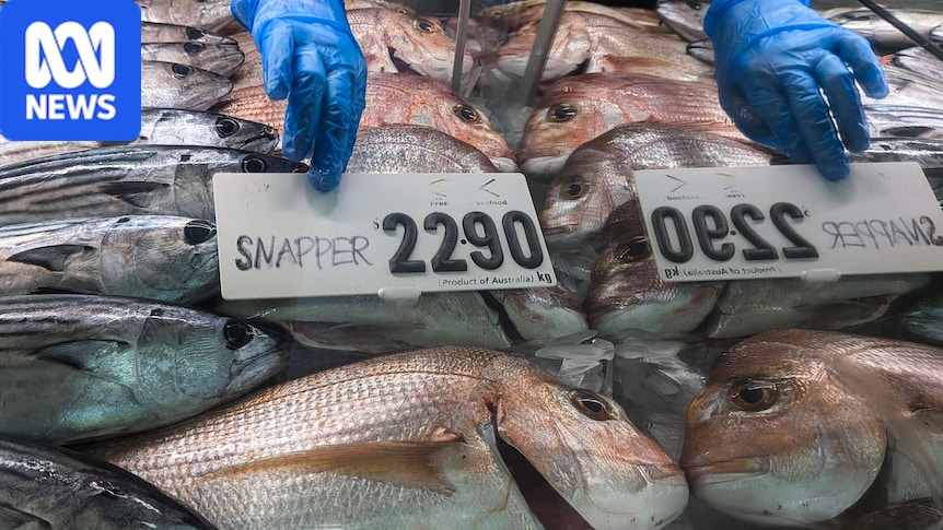 Fishers warn snapper, kingfish prices could soar under proposed catch limits 1 b6304a616df9e4c7c49238c656842321d5b4ab1105f40271ab0f6065be812949