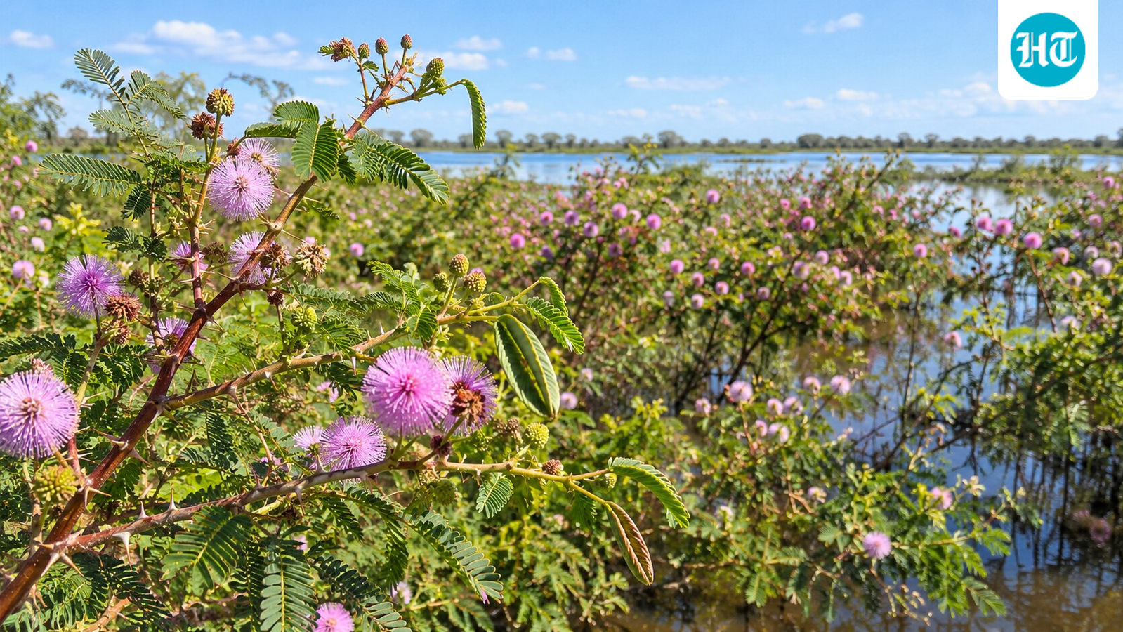 Thailand introduced giant mimosa for farming; it spread across over 30% of Mekong floodplains, while waterbird numbers fell 27% at one wetland 1 c67489f459dca55148acb8211cda8c9573420ee6fae3a1246984114cb7cdc02d