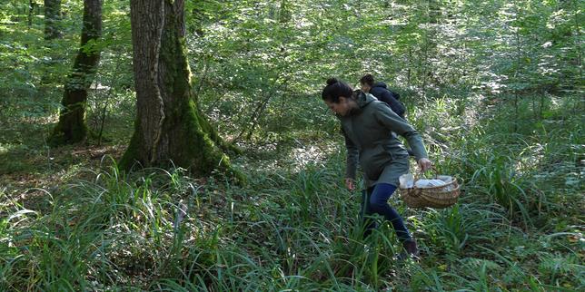 Champignons : plus de 700 intoxications recensées depuis le début du mois de septembre 1 c790451983c71102fb45fa3ad3d800e8853b4612c32d4b58a3134878293fafe2