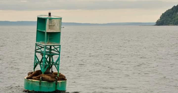 Canadian buoy found on shore of Irish island after journey across Atlantic 1 ce6988293bfd91c3236993b56f916d7bc0a487397f94d72daa4dee7311d0197b