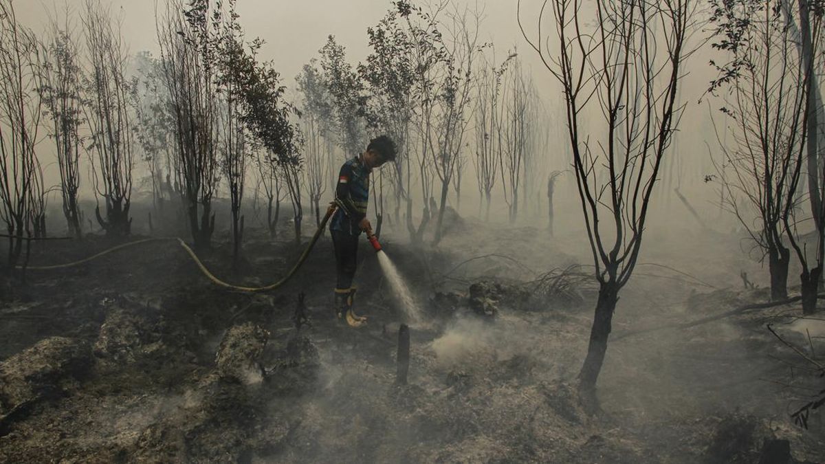 Cegah Karhutla, Pemerintah Siapkan Badan Restorasi Gambut dan Mangrove 1 da96feb54d97fcaf0a8adca45fe470d46c87c7b01e59c5eed7bbefedf57c0a2d 1