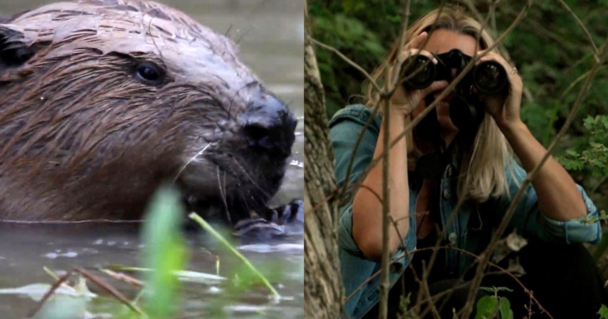 We joined a beaver safari in London where the animals have been key to combat flooding 1 dc8c01ad272ba1d649bdf219b77f11606fee771769bd04a5d2a232a426f1be35
