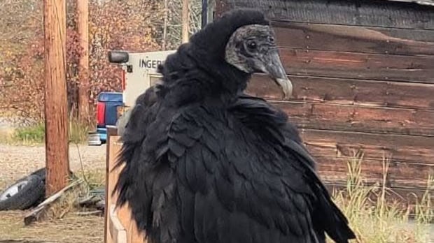 Black vulture, rarely seen in Canada, 'all the buzz' in Mayo, Yukon 1 dcf2430d79252d8e346dda45a114ed55a0df7fbca5df642e76b2e5f49063f845