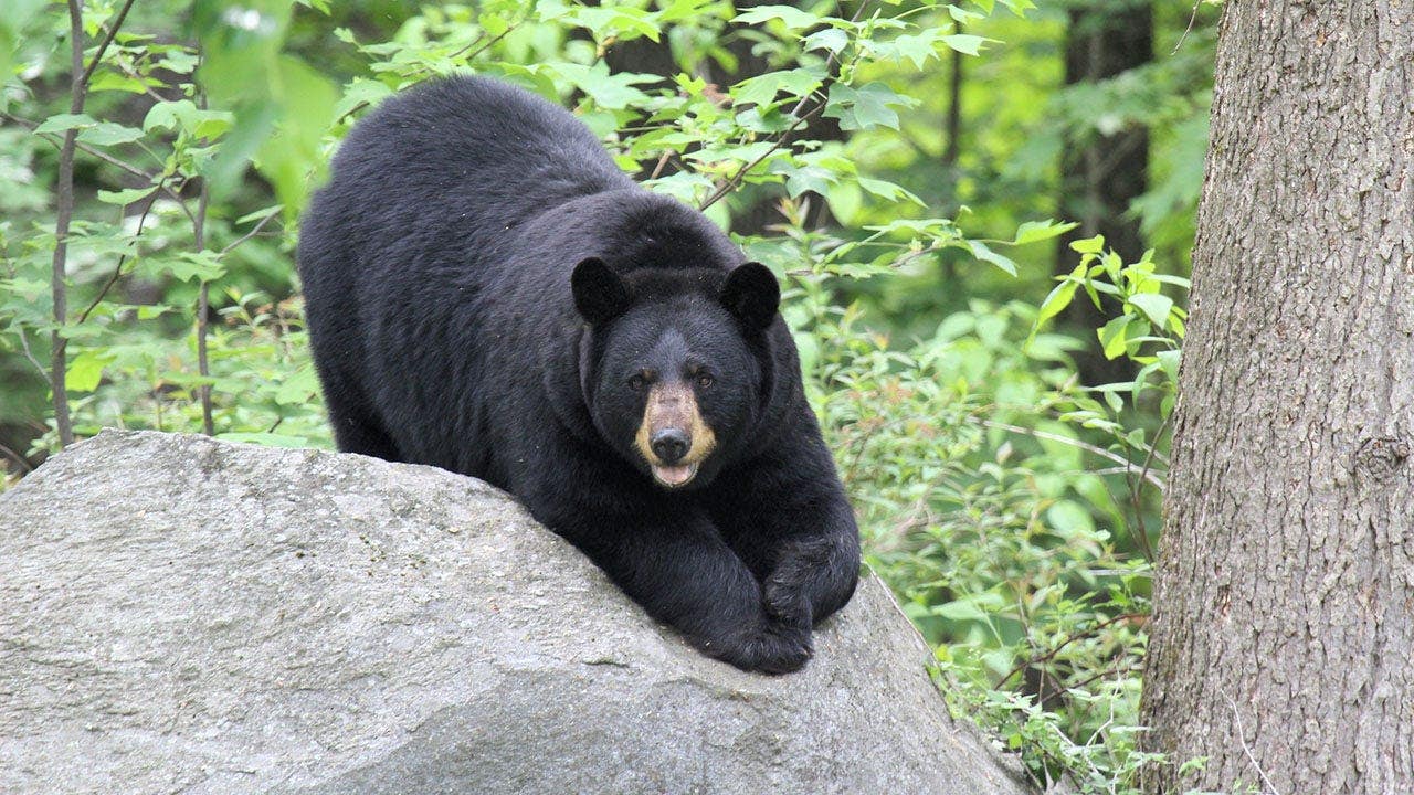 Bear breaks into Alaska hospital at 2 am, helps itself to an early Halloween candy buffet 1 dd4a895e9aa807d2b353741ca14ff43df5c5dc566057dd527c2aea6343a3553a