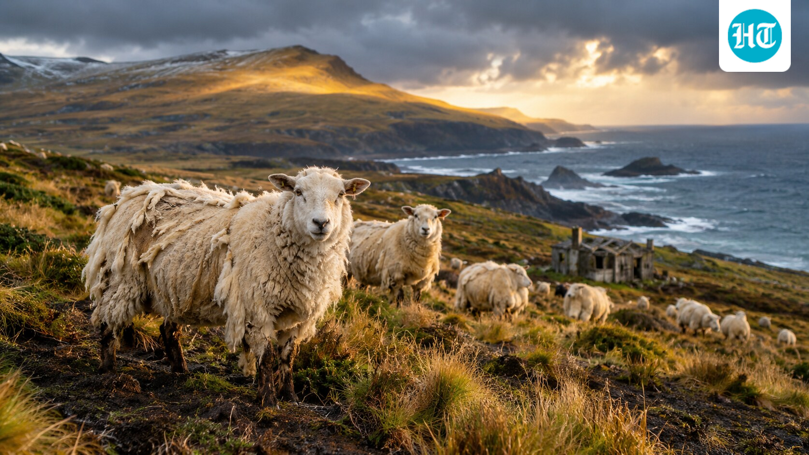 In 1931, more than 4,000 sheep were left on Campbell Island; decades alone shaped a feral flock with unusual fleece and breeding traits 1 e745eefe4b19419621ac8dd1e0c3245973fb7b931b9c76d26171b699c110a014