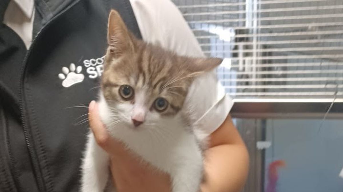 Heartless Glasgow woman abandoned pets at home without food or water to go on Blackpool holiday 1 f79eb14251a908ad704502df8682c4285837b6cdda7b7a0391283f4facee6040