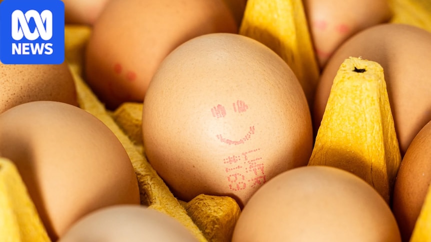 Consumer watchdog takes egg 'cartel' to court 1 f86f7d66ffa0127c284f764f07d2c7d00722695ffde913cb857bc774f3906b5b