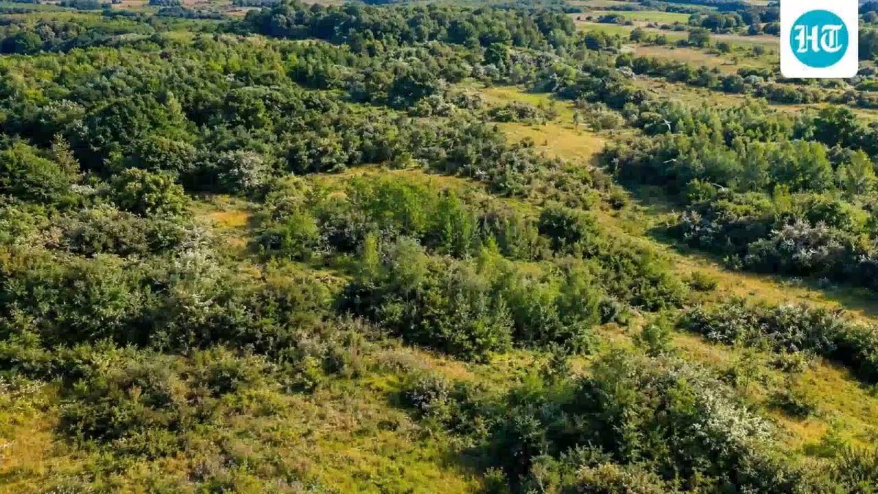 In the late 1980s, an English farm was left to rewild; 1 maxresdefault 829