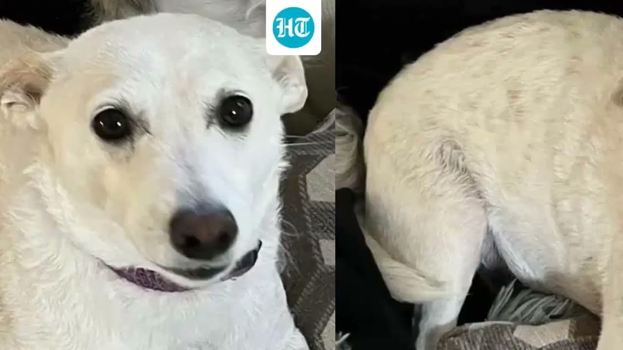 ‘Happy ending’: Missing dog Luna found in Yellowstone wilderness after month of massive search 1 maxresdefault 831
